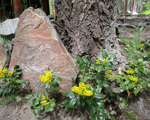 spring flowers