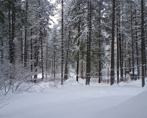 winter in the forest