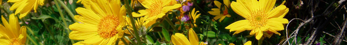 flowers in a field