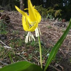 Glacier Lilies on blue trail