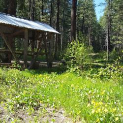 Arnica near smoking shed