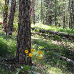 Balsam root flowers