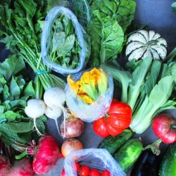 CSA basket of vegetables