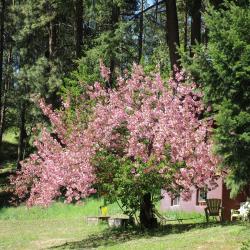 Tree blooming in spring