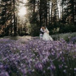 lavendar field in july