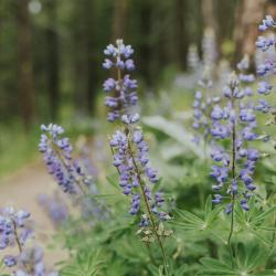 Lupine in spring