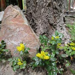 Oregon Grape in lodge lawn