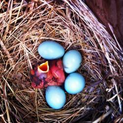 Birds nest with eggs and new hatchling