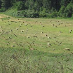 Hay bales in field