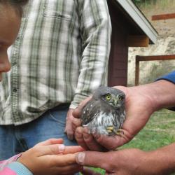 Pygmy owl fledge