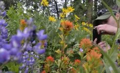 paintbrush wildflower